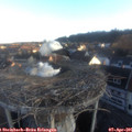 07_05-nest.jpg