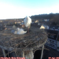 07_10-nest.jpg