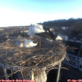 07_20-nest.jpg