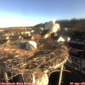 07_45-nest.jpg