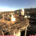 08_05-nest.jpg