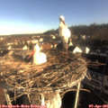 08_10-nest.jpg