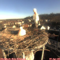 08_15-nest.jpg