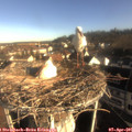 08_20-nest.jpg