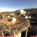 08_25-nest.jpg
