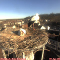 08_30-nest.jpg
