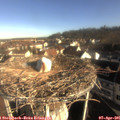 08_35-nest.jpg