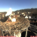 09_00-nest.jpg