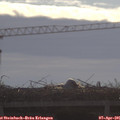 09_25-mast.jpg