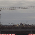 10_00-mast.jpg