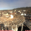 10_10-nest.jpg
