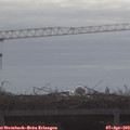 10_15-mast.jpg