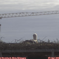 10_20-mast.jpg