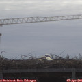 10_30-mast.jpg