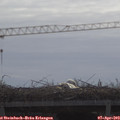 10_35-mast.jpg