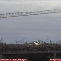 10_50-mast.jpg