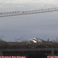 10_55-mast.jpg