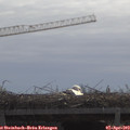 11_00-mast.jpg
