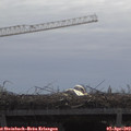 11_05-mast.jpg