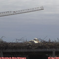 11_10-mast.jpg