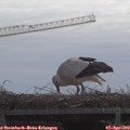 11_15-mast.jpg