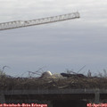 11_20-mast.jpg