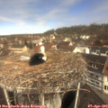 11_20-nest.jpg