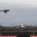 11_30-mast.jpg