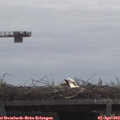 11_45-mast.jpg