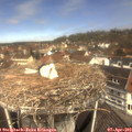 11_45-nest.jpg