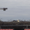 11_50-mast.jpg