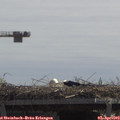 12_20-mast.jpg