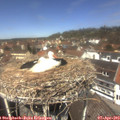 12_45-nest.jpg