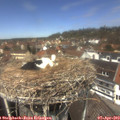 12_50-nest.jpg