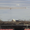 13_05-mast.jpg