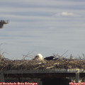 13_10-mast.jpg