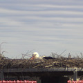 13_30-mast.jpg