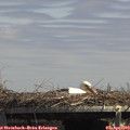 14_10-mast.jpg
