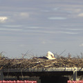 14_50-mast.jpg