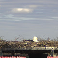 14_55-mast.jpg