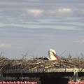 15_00-mast.jpg