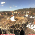 15_00-nest.jpg