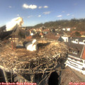 15_15-nest.jpg