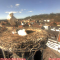 15_25-nest.jpg