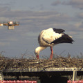 16_30-mast.jpg