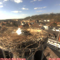 17_00-nest.jpg