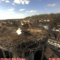 17_10-nest.jpg
