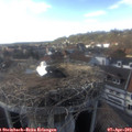17_15-nest.jpg