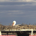 17_45-mast.jpg