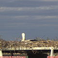 17_50-mast.jpg